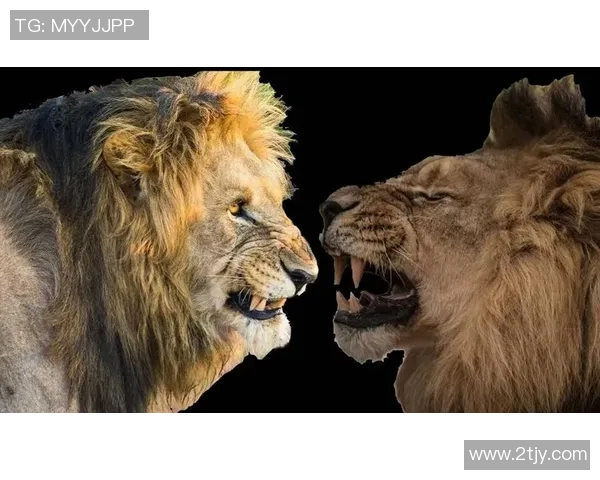 意趣足球明星的魅力与成就揭秘,谁才是球场上的真正王者 意趣足球明星的魅力与成就揭秘,谁才是球场上的真正王者